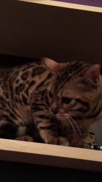 Бенгальский кот в 5 месяцев смотреть онлайн