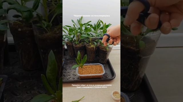 Остеоспермум 🌸