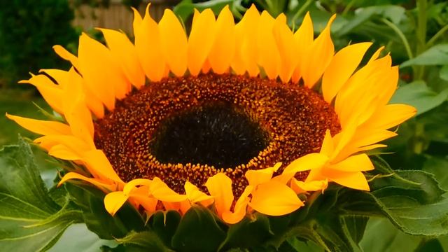 Парализованная жена узнала, чем занимается её муж в га смотреть онлайн