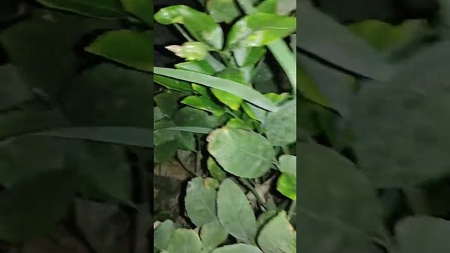 зелёный обрезка канака булади ва кайси лимонга бу тад? смотреть онлайн