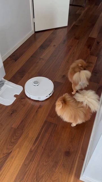 Собаки и пылесос 😄 #шпиц #животные #собака #pomeranian #dogs смотреть онлайн