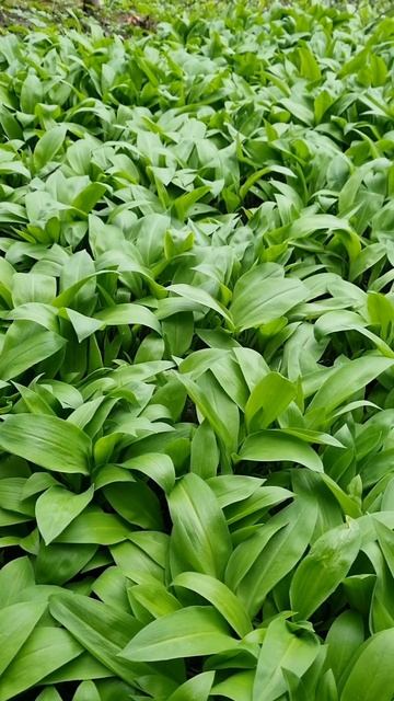 Огород и Сад! Сегодня! Новости! Мой Сад!☀️🌱🤝#ок #сад # смотреть онлайн