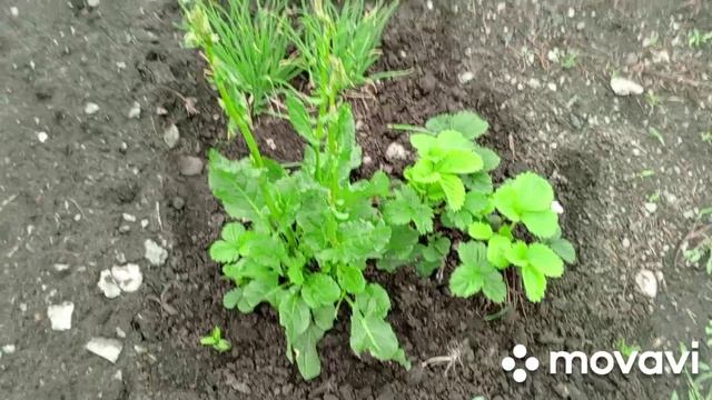 Дела садовые