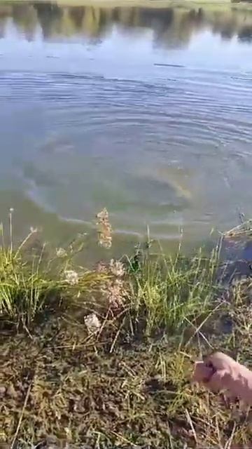 #дикий сом#сом монстр#1 часть#хищные#рыбалка на донку#fis смотреть онлайн