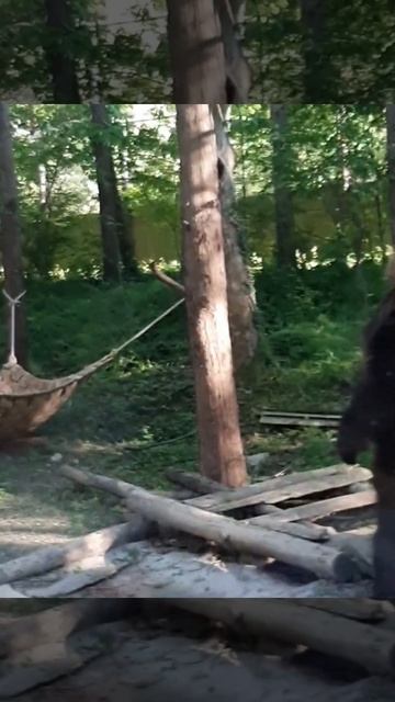 relaxation video. Bear massage.Медвежий массажер смотреть онлайн