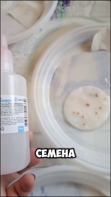 Обеззараживание семян томатов #томаты #огород #дача смотреть онлайн