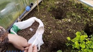 сажаем Томаты в теплицу в  Подмосковье