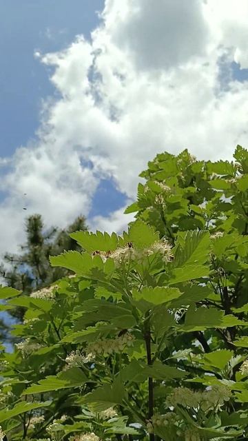 Пчелка работает на боярышнике. Мед получился душистый