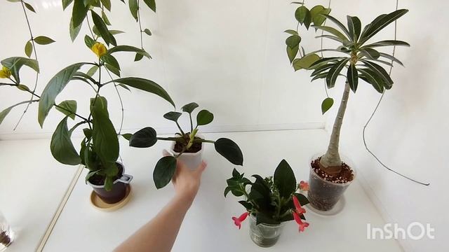 ✂️Результаты работы с растениями.🌱🌿