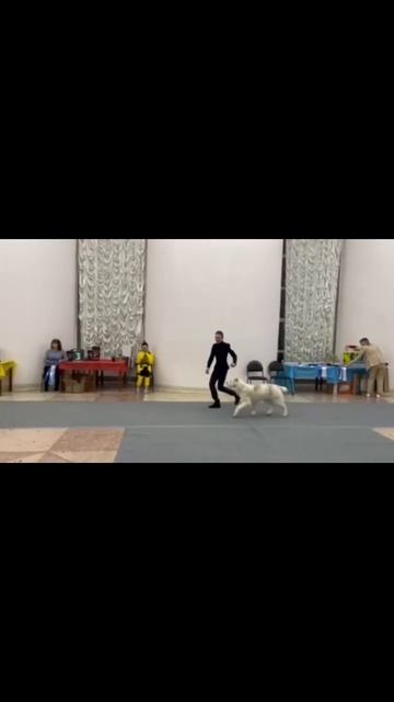 15.01.22 выставка собак г.Пермь Выпускница ТИМЕРТАШ ПАТРИ смотреть онлайн