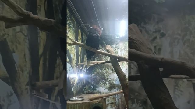 парагвайская анаконда лемуры крокодилы обезьянка кап смотреть онлайн