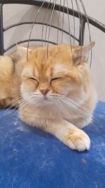 Как наши кошки реагируют на массажёр для головы 😜 смотреть онлайн