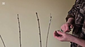 Штамб из сирени своими руками. Прививаем сорт Мейера П