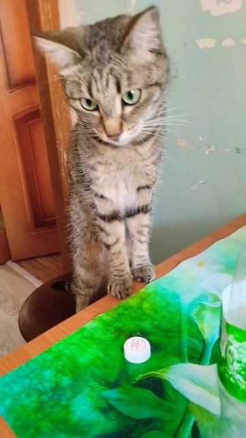 клубника  кот животные мем кеша кошки коты кешаф