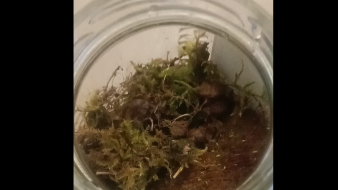 Сделал террариум в банке. Отчёт завтра смотреть онлайн