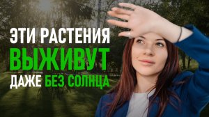 Что посадить в тени? Растения для участков без прямого света