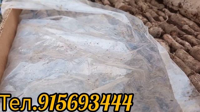 Сабзондани каламчахои Павловния смотреть онлайн