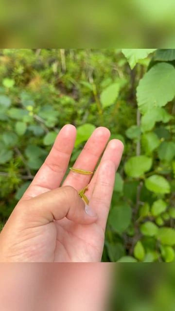 Лучший таежный чай из этой травы! #якутия #тайга смотреть онлайн