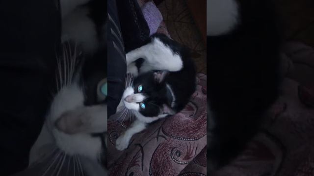 Кот -массажист, смешное видео, котэ смотреть онлайн