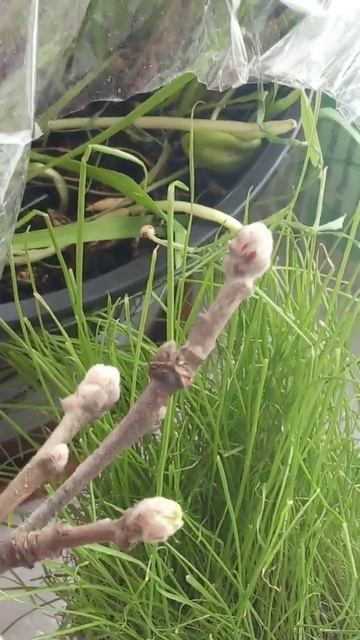 Аномалия снег 2025 года в апреле 7 числа а урожайка будет смотреть онлайн