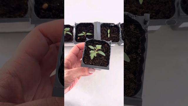 ПОМИДОРЫ - В КАКОМ ГРУНТЕ ЛУЧШЕ СЕЯТЬ? Часть 2. смотреть онлайн