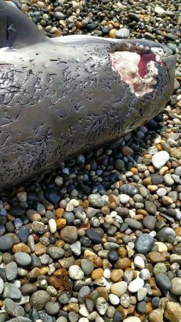 Дельфины Сочи 2024 смотреть онлайн