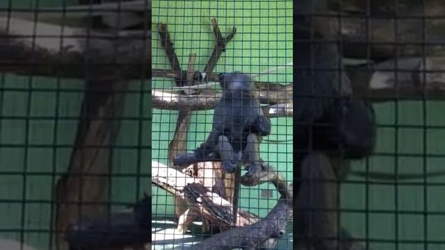 Прикольная обезьяна смотреть онлайн