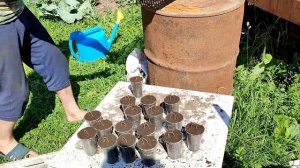 Как мы выращиваем рассаду клубники в стаканчиках