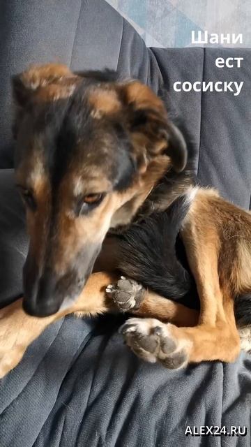 шани ест сосиску #shorts смотреть онлайн