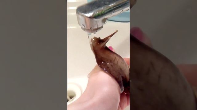 Улитка купается. ПРИКОЛЫ. смотреть онлайн