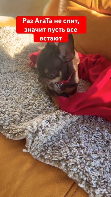 Раз АгаТа не спит, значит пусть все встают #собака #чих? смотреть онлайн