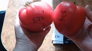 Томат Розовый мясник .Старинный сорт