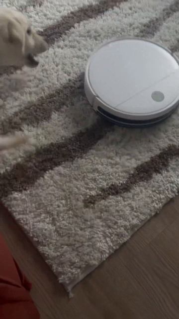 знакомимся с пылесосом😈🌪️#пылесос #labrador #медведьбе? смотреть онлайн