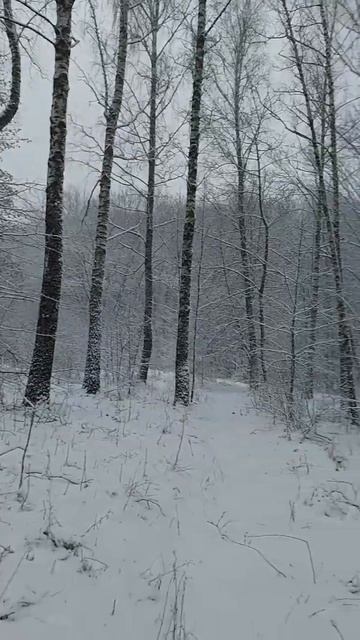 Рождественские сказки на березках ...#красота #зима #та? смотреть онлайн