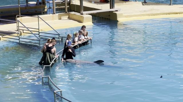 Общение с дельфинами в Selwo Marina (Бенальмадена, Испания) смотреть онлайн