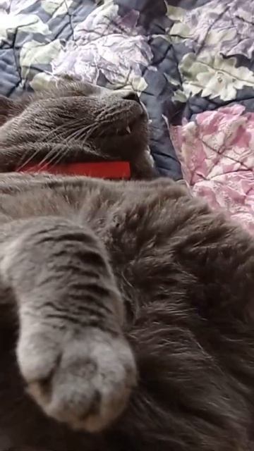 Фен-шуй смотреть онлайн