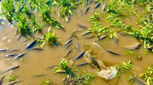 ЭТИ МЕСТА КИШАТ ОТ РЫБЫ АЖ ВЫПРЫГИВАЕТ  рыбалка на удочку и донки