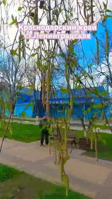 Весна 2025#shortsvideo #flowers#краснодарскийкрай#станица#ленинг смотреть онлайн
