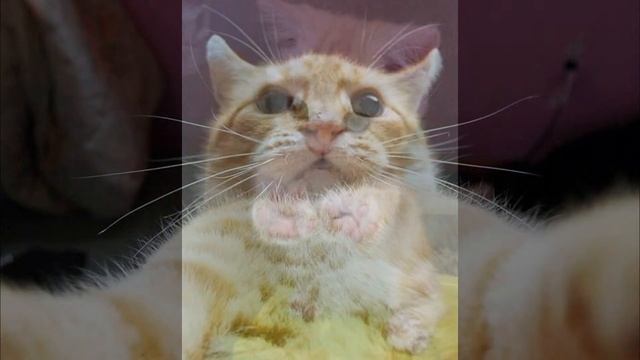 смешные картинки смотреть онлайн
