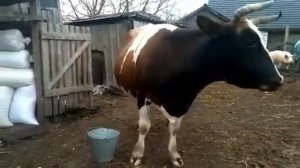 КОРОВЫ В ШОКЕ! ХРЯК ВСЕХ НАПУГАЛ