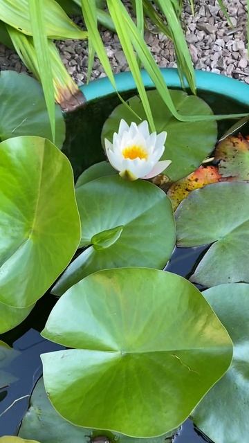 Нимфея после пересадки #дача #прудик #цветы смотреть онлайн