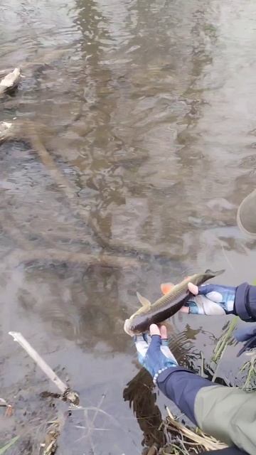 Голавлик на 