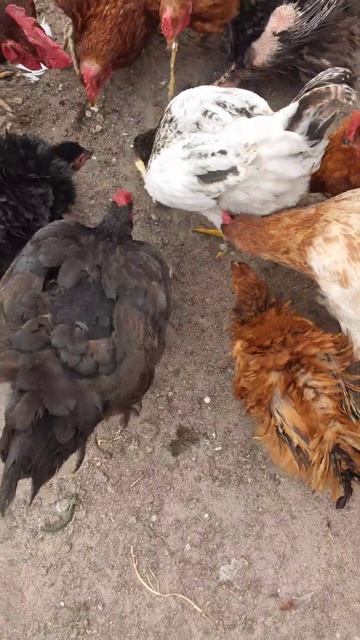 Куры любят сливочное масло #chicken смотреть онлайн