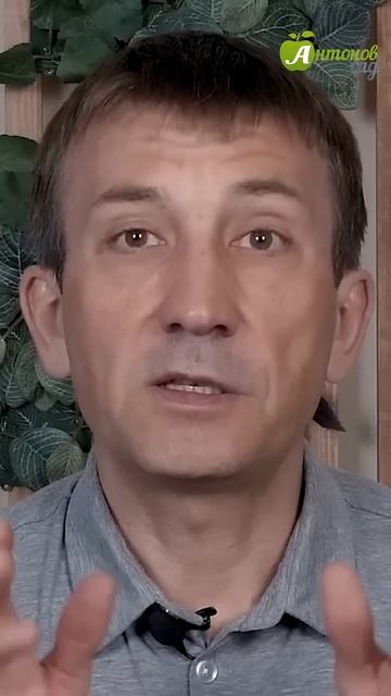 Применение кальциевой селитры #антоновсад #удобрение смотреть онлайн