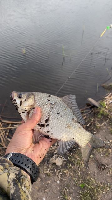 Вечерний Карасик на червя!! смотреть онлайн