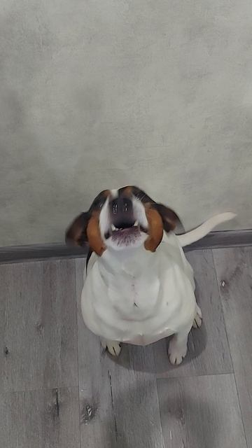 Майкимайк. Майкомка ест суши)