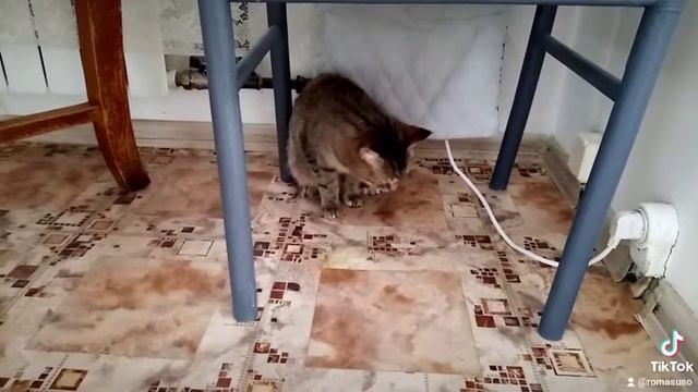 Кошка блюёт