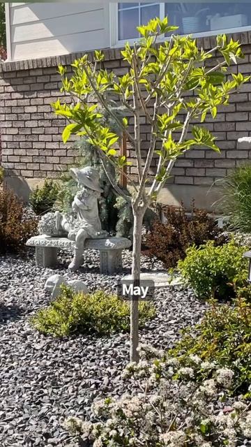 ГОРТЕНЗИЯ ШТАМБ в МАРТЕ#hydrangea #flower #штамб#tree #гортензія