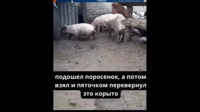 Инстинкт против Пива!!! В.Г. Жданов смотреть онлайн