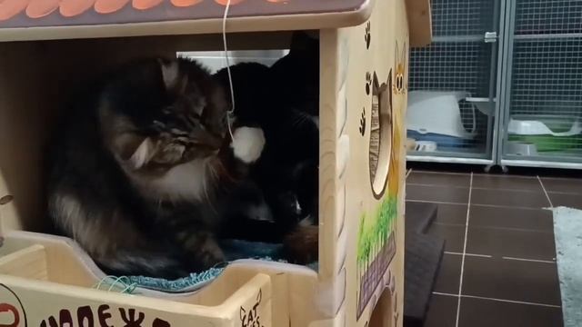 Пушистая кошка Феня мечтает о доме в СПб или ЛО смотреть онлайн